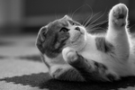 猫 家猫