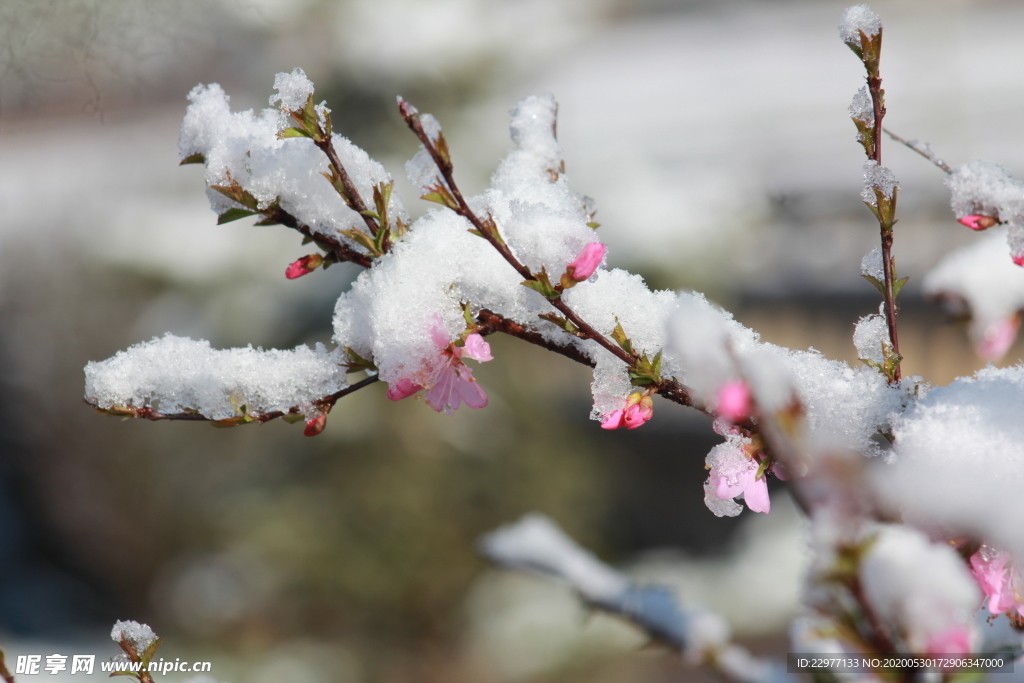 碧桃树 雪花