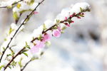 碧桃树 雪花