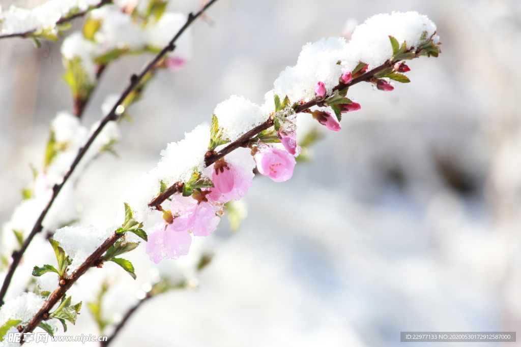 碧桃树 雪花