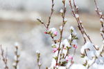 碧桃树 雪花