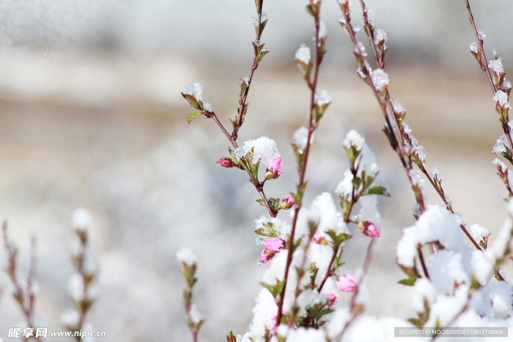 碧桃树 雪花