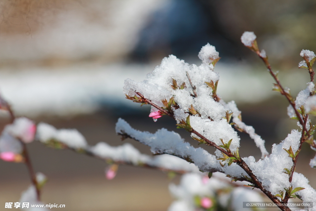 碧桃树 雪花