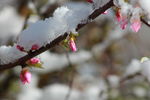 碧桃树 雪花