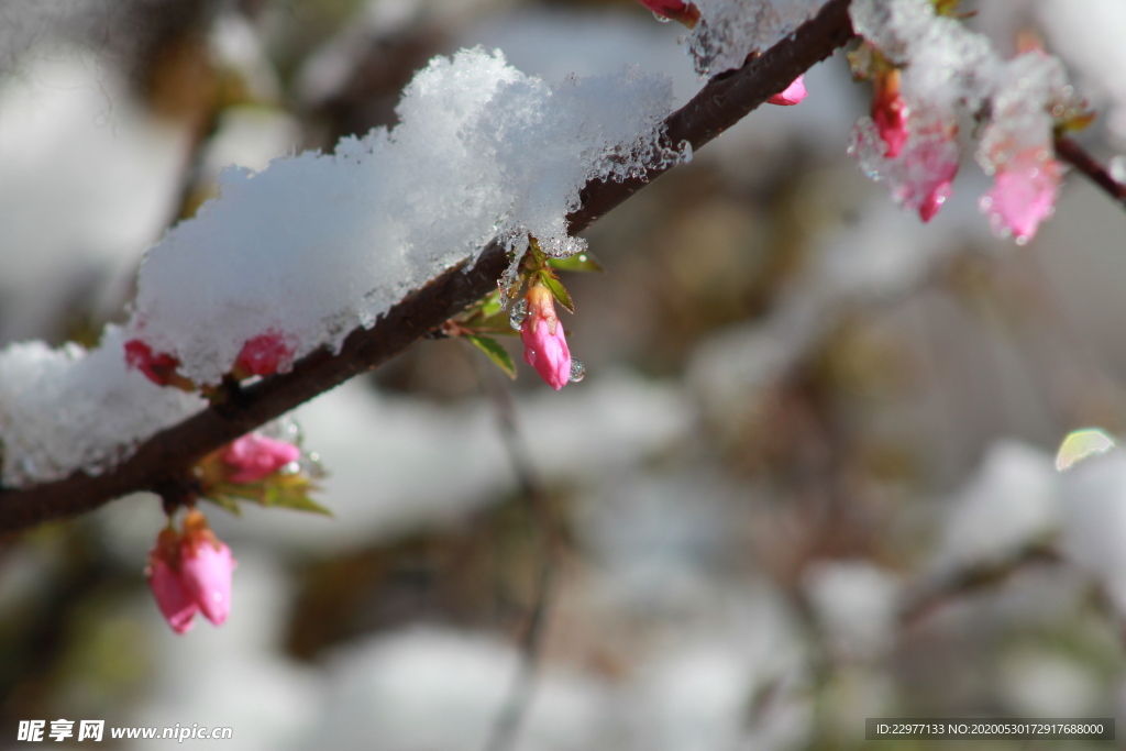 碧桃树 雪花