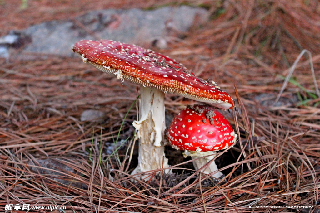 蘑菇菌类野生图片