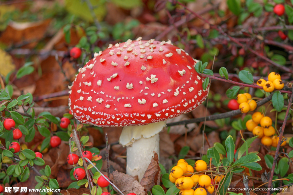 蘑菇菌类野生图片