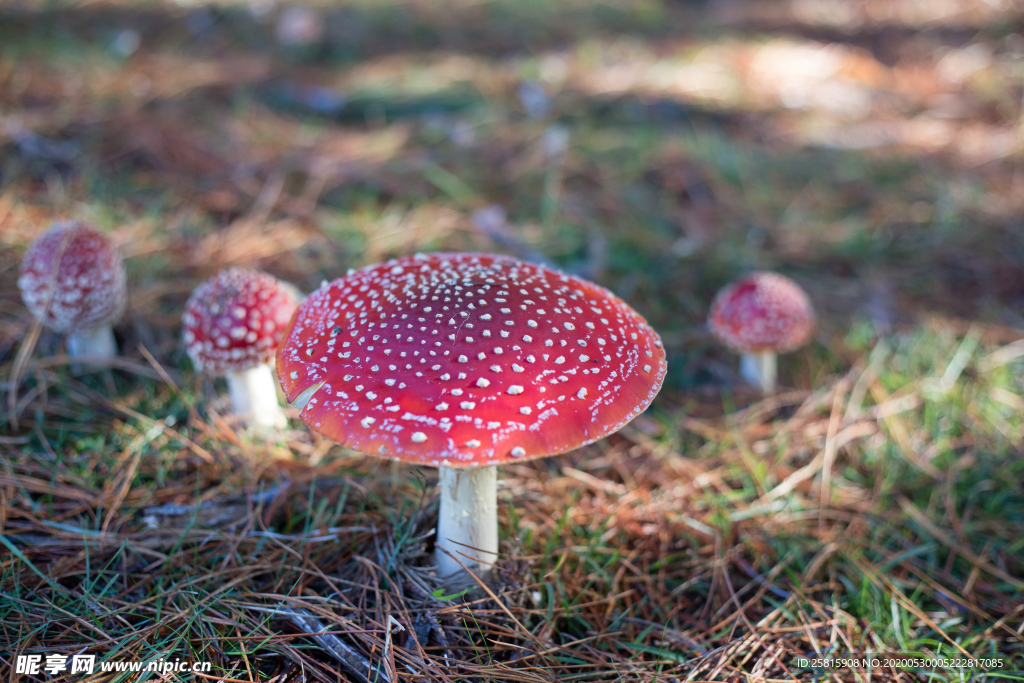 蘑菇菌类野生图片