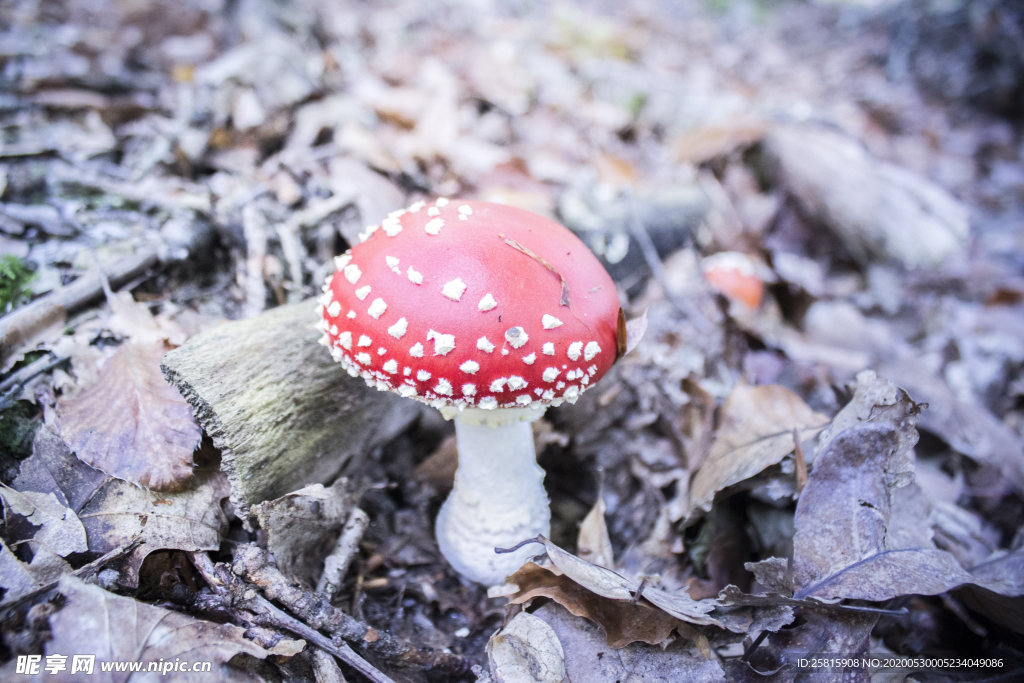 蘑菇菌类野生图片