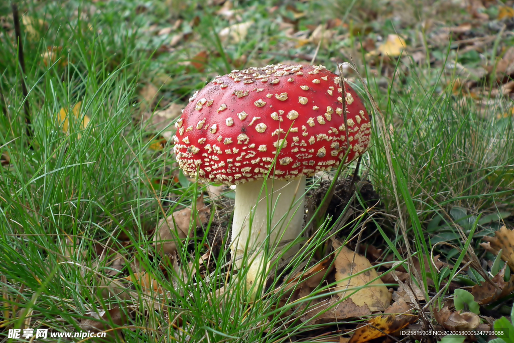 蘑菇菌类野生图片