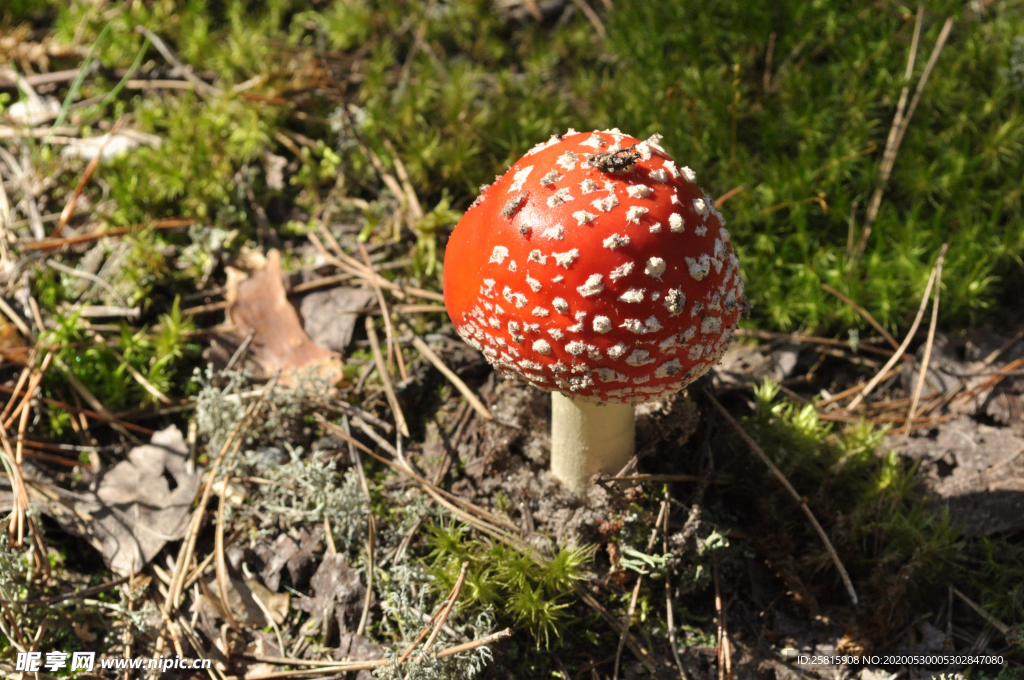 蘑菇菌类野生图片