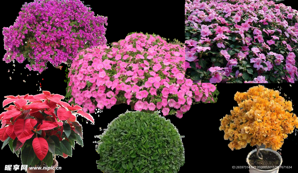 植物素材