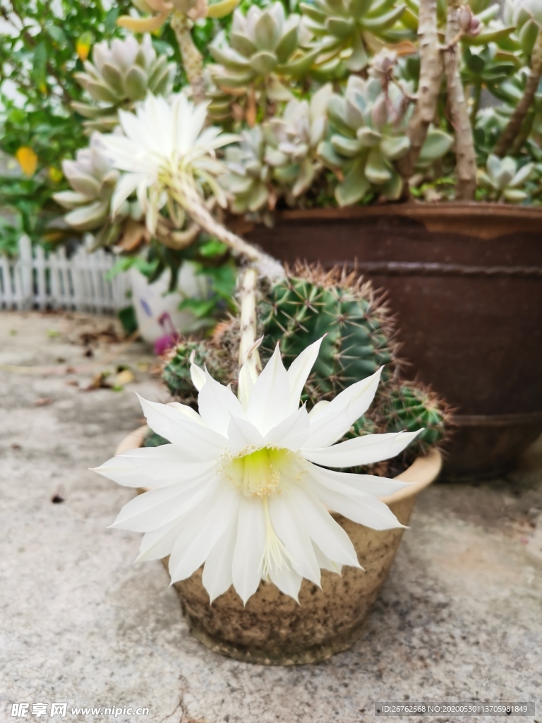 昙花 仙人球