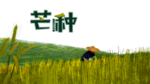 芒种