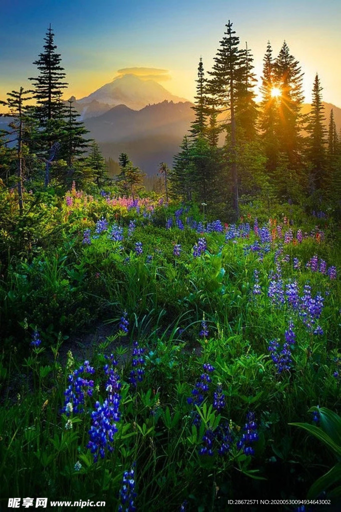 风景  日出  花  彩色