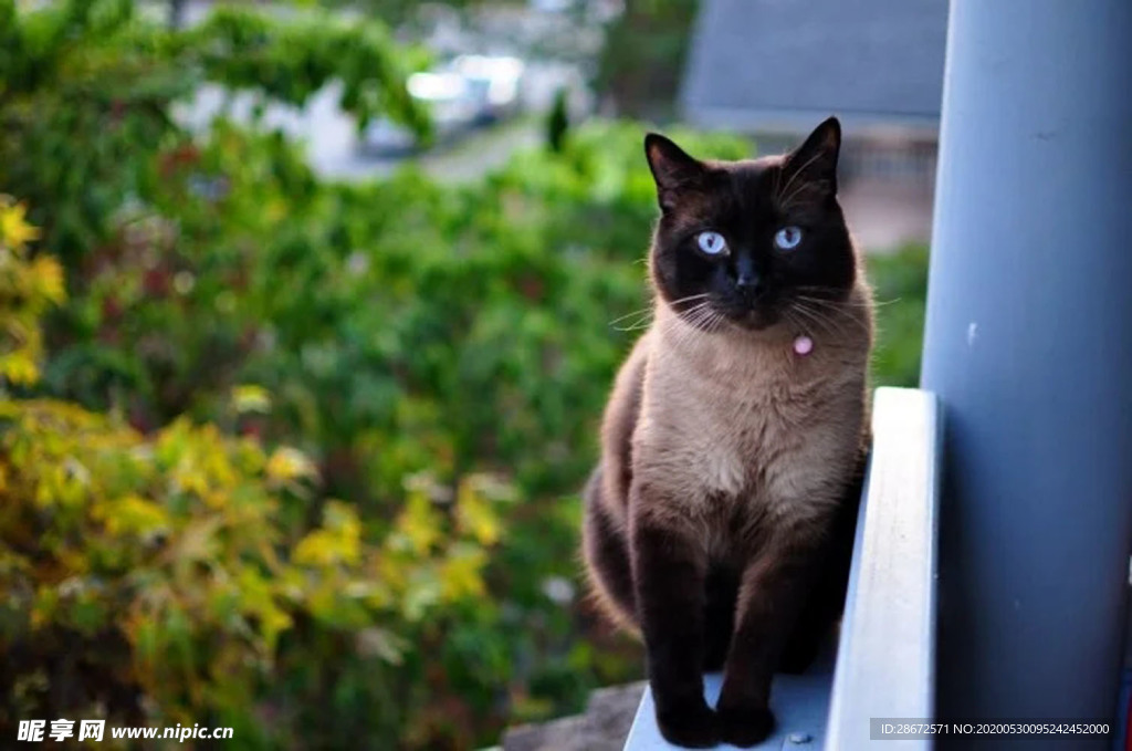 猫咪