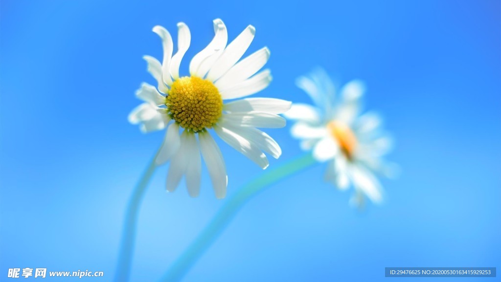 小雏菊