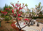 新光 山水武宁 武宁 花卉