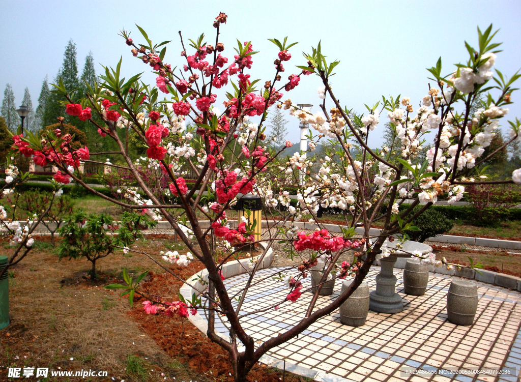 新光 山水武宁 武宁 花卉