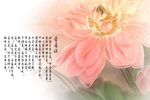 荷韵