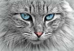 猫特写