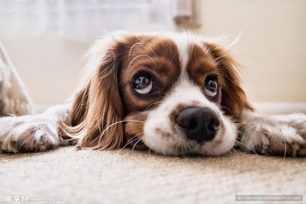 狗狗