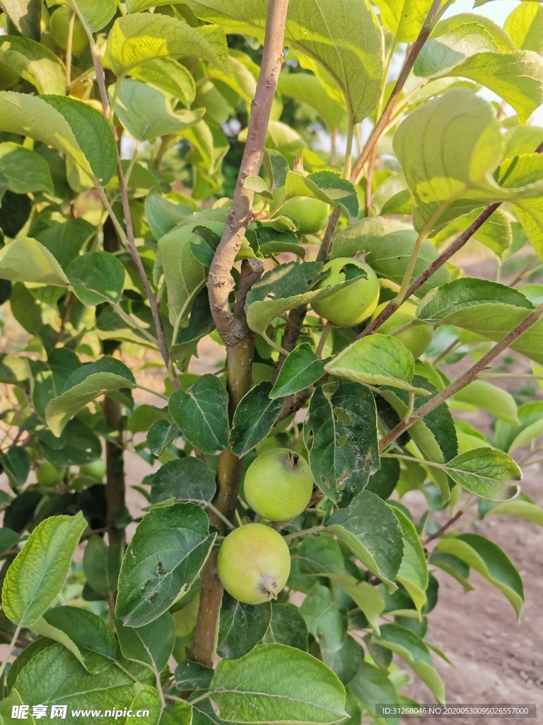 苹果树 小苹果 青苹果