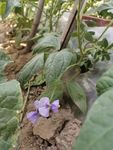 豆角花 豆角叶 豆角架 豆角秧