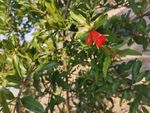 石榴花 石榴树