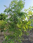 枣树  枣花