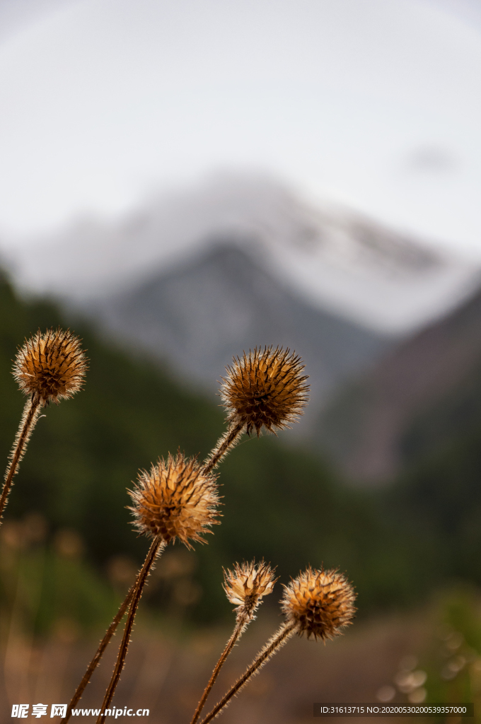 九寨沟芦苇海野草印雪山