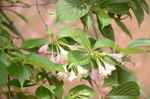 锦带花