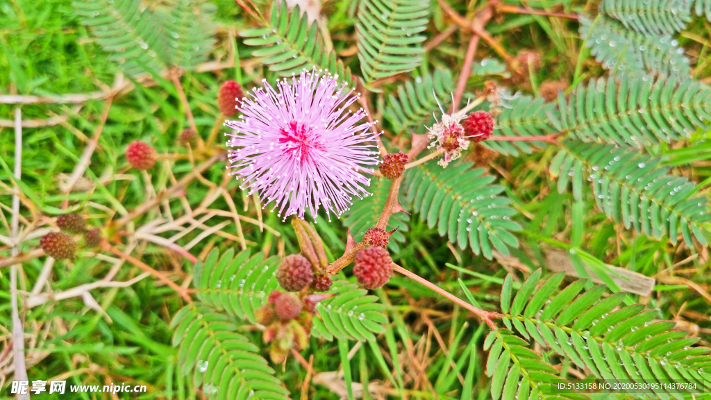 含羞草  花