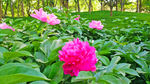 芍药花