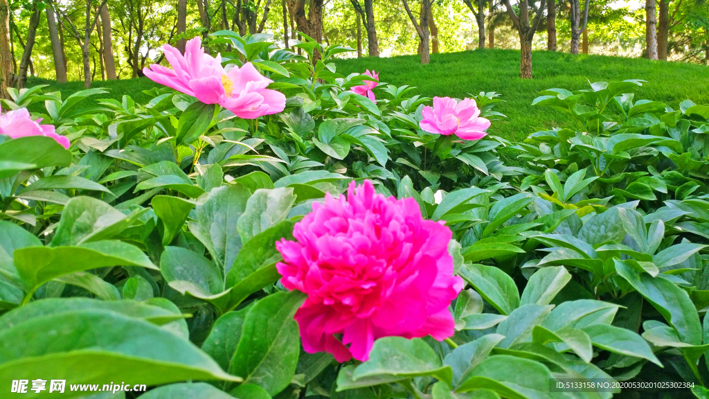 芍药花