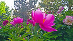 芍药花