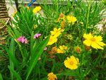 小花