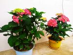 绣球花