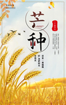 芒种