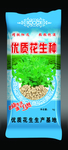 花生种子