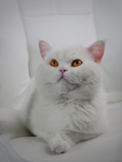 猫 家猫
