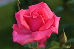 玫瑰花