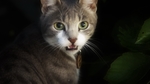 猫 家猫