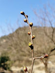 花蕾