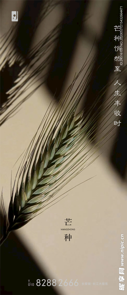 芒种