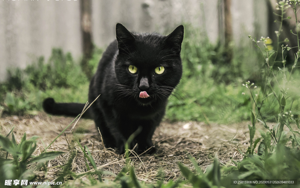 黑猫宠物猫图片