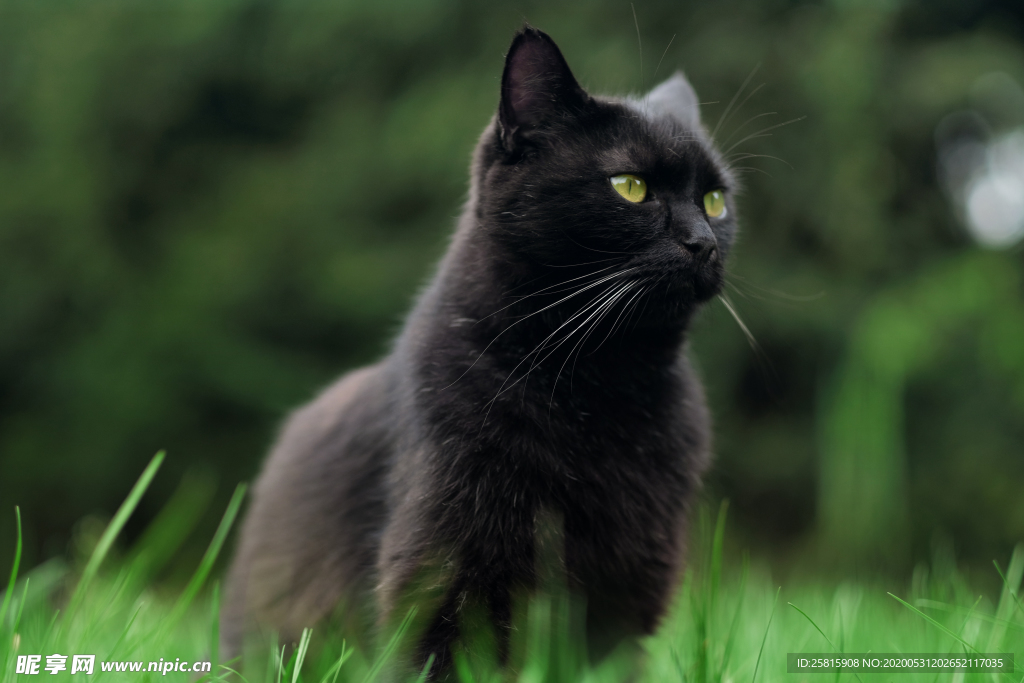 黑猫宠物猫图片