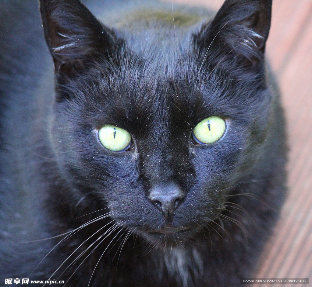 黑猫宠物猫图片