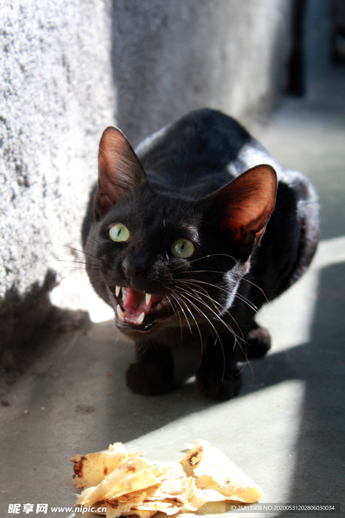 黑猫宠物猫图片