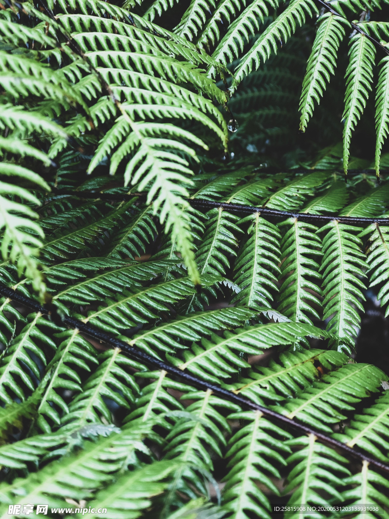 绿色蕨类植物图片